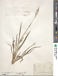 Paspalum laeve image