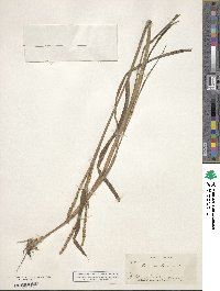 Paspalum laeve image