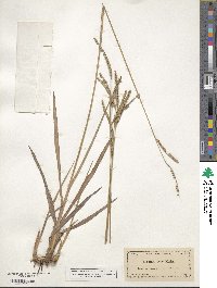 Paspalum laeve image