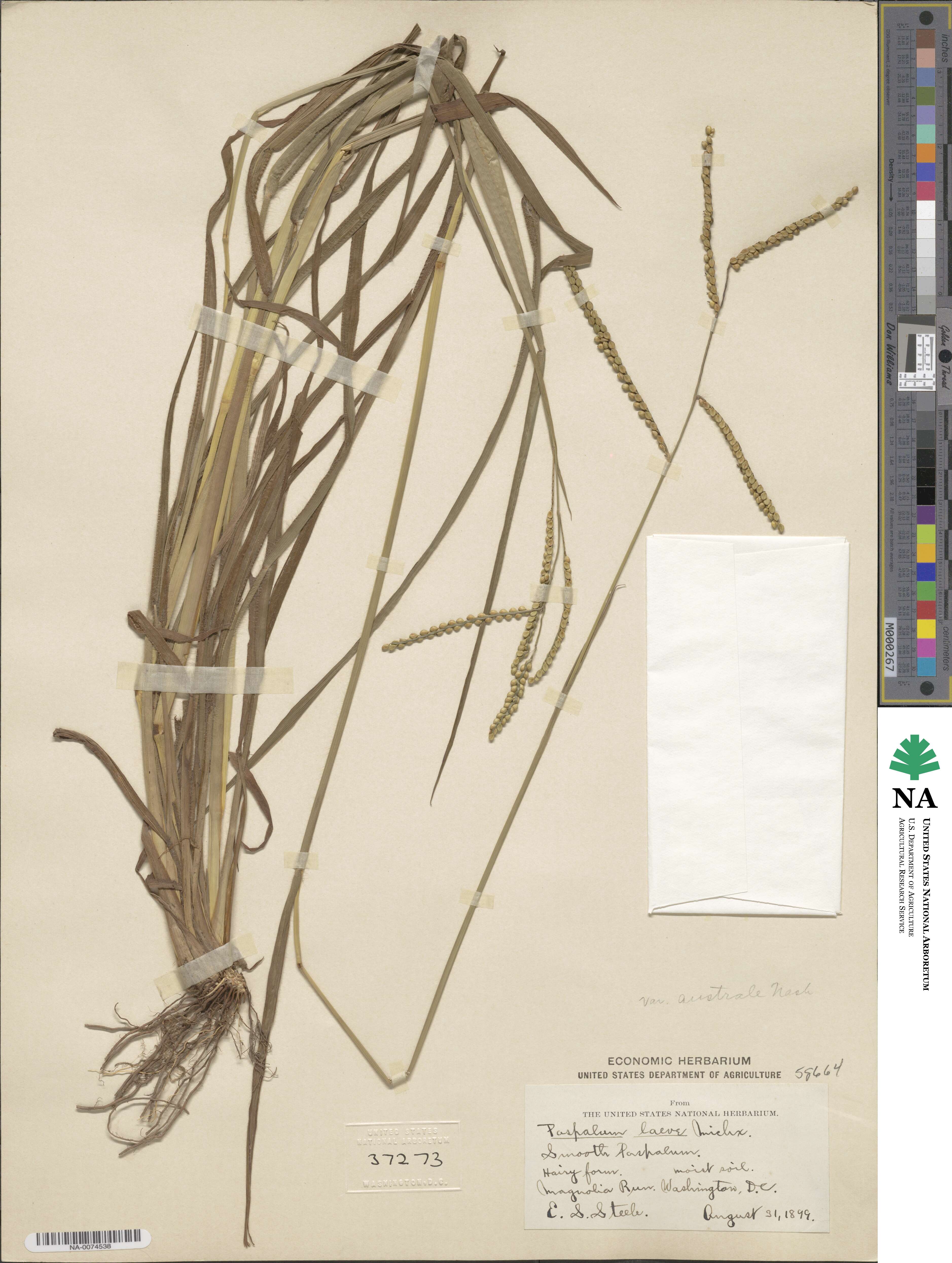 Paspalum laeve image