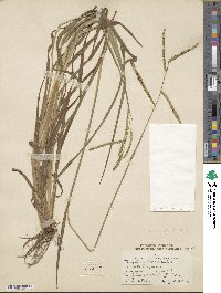 Paspalum laeve image