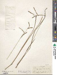 Paspalum lentiferum image