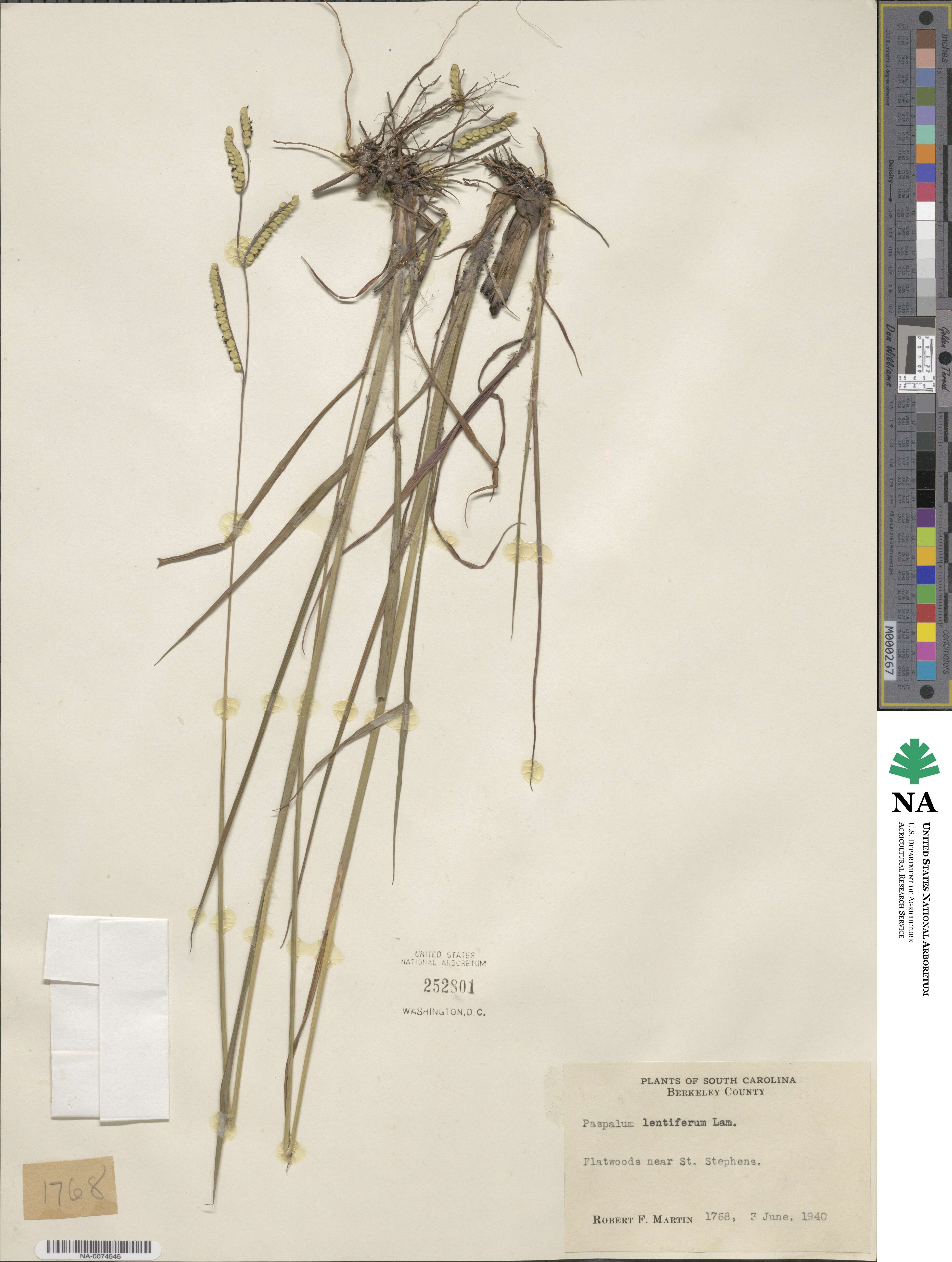 Paspalum lentiferum image
