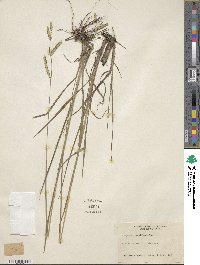 Paspalum lentiferum image