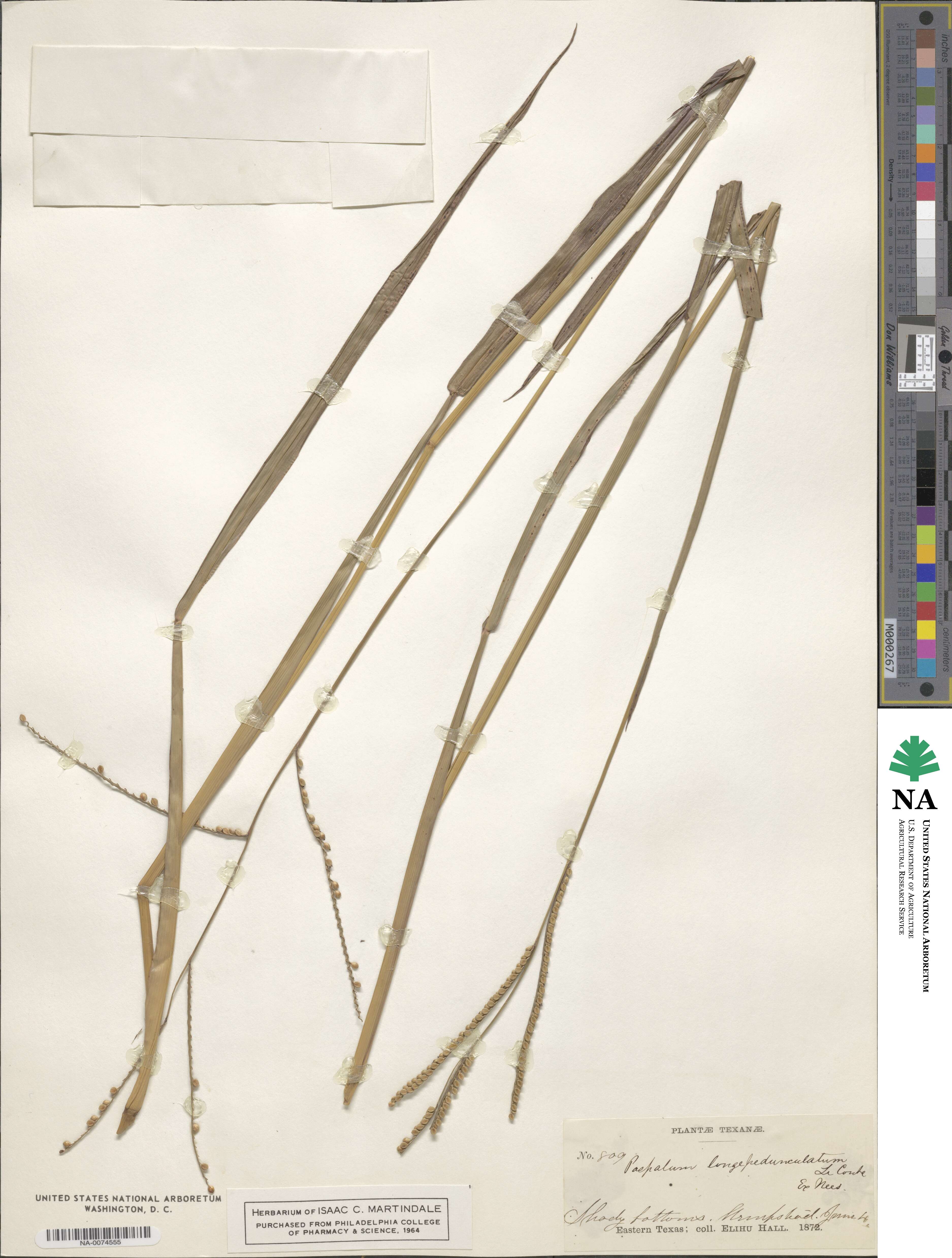 Paspalum setaceum var. longepedunculatum image