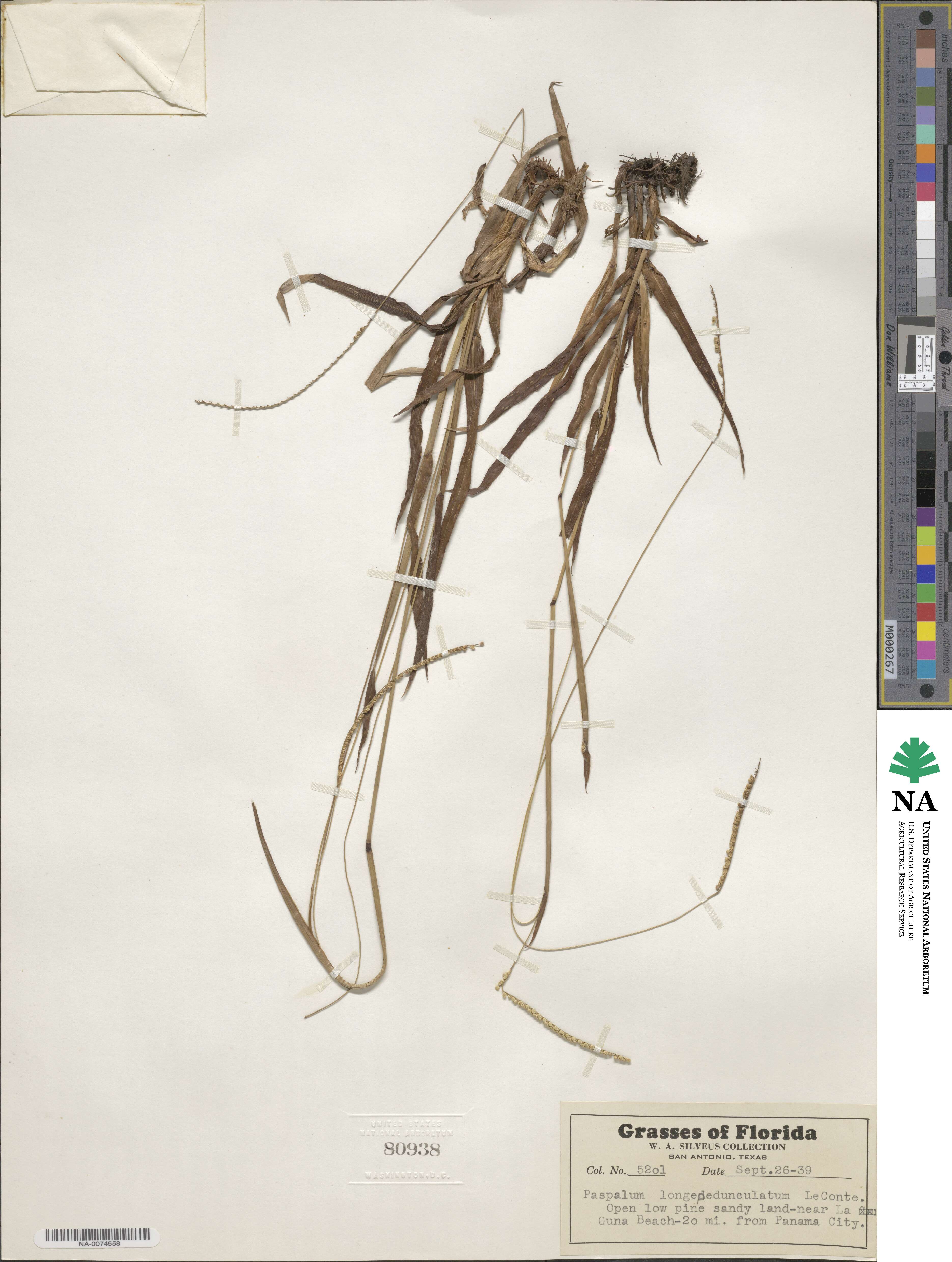 Paspalum setaceum var. longepedunculatum image
