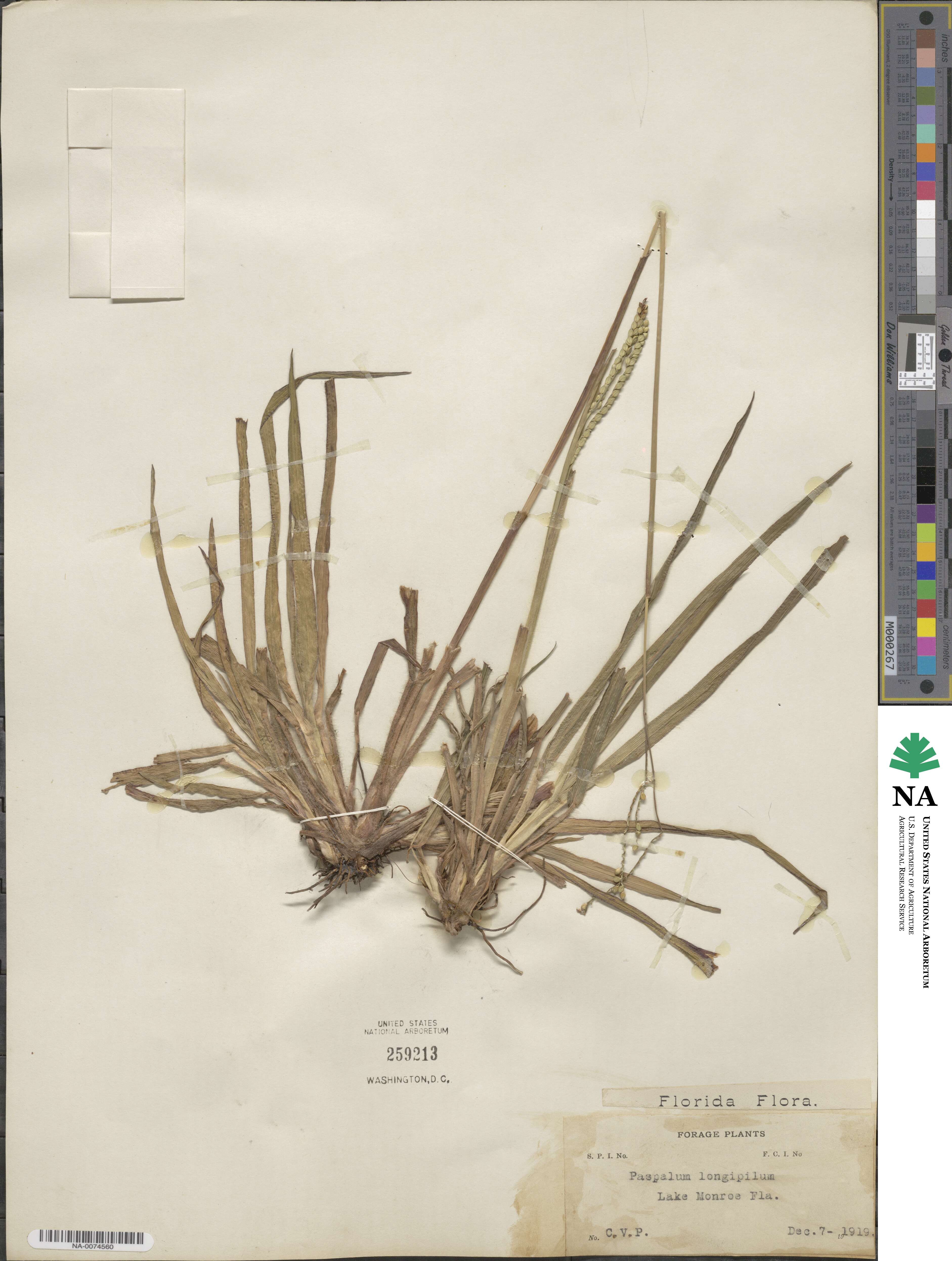 Paspalum laeve image