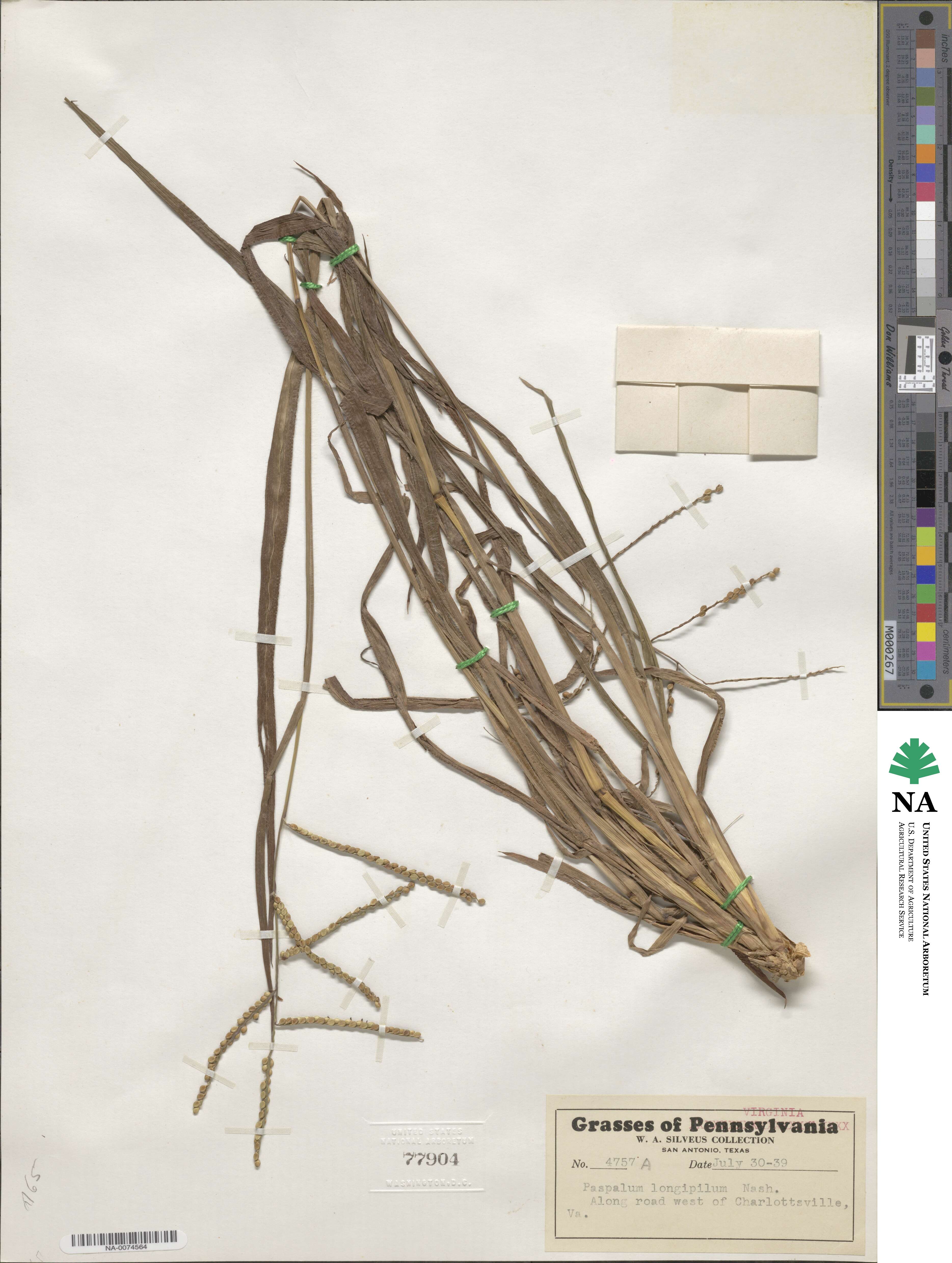 Paspalum laeve image