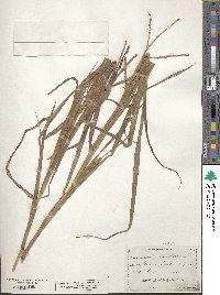 Paspalum scrobiculatum image