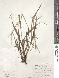 Paspalum setaceum var. setaceum image