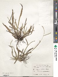 Paspalum setaceum var. setaceum image