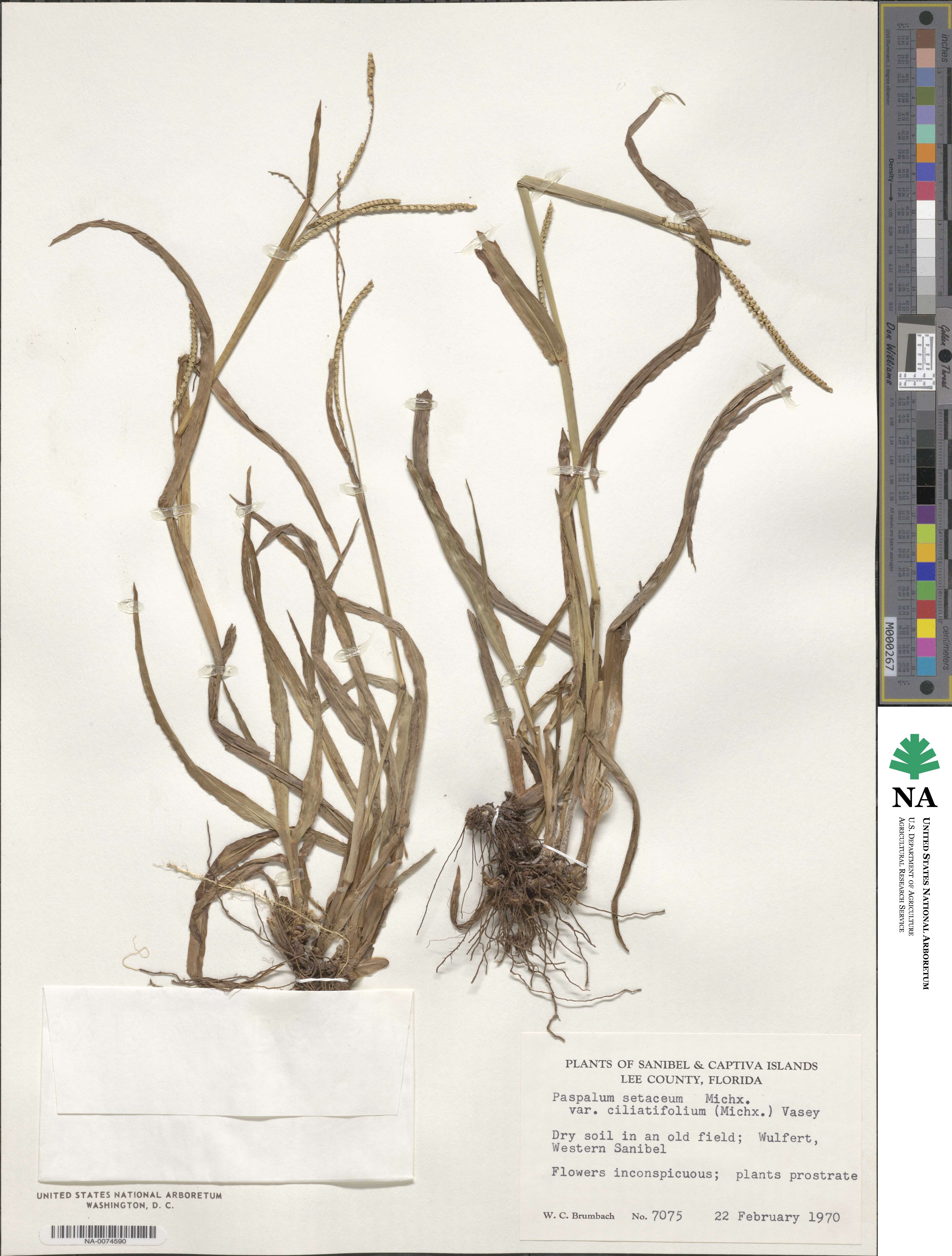 Paspalum setaceum var. setaceum image