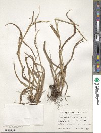 Paspalum setaceum var. setaceum image