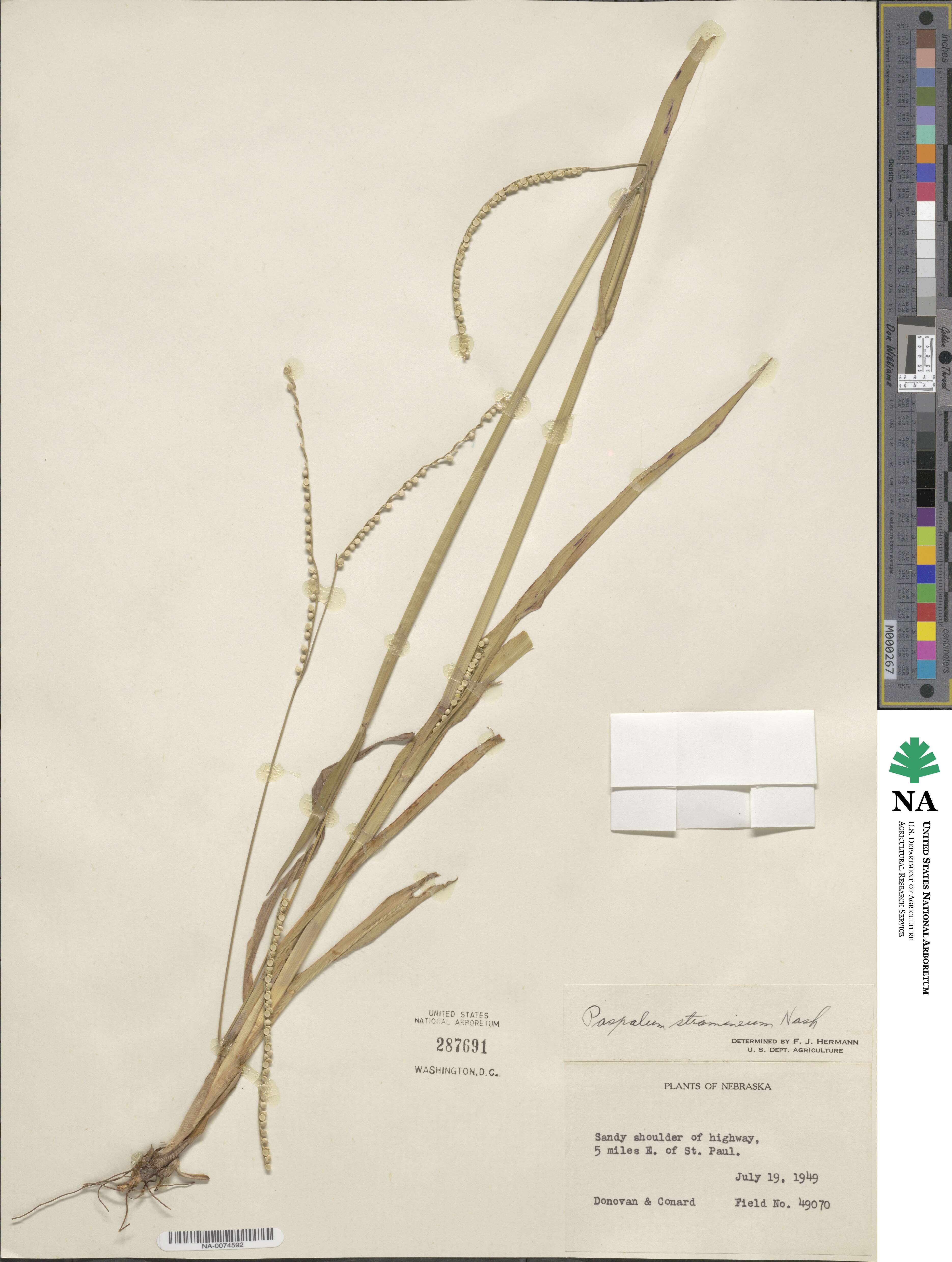 Paspalum setaceum var. setaceum image