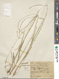 Paspalum setaceum var. setaceum image