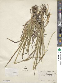 Paspalum setaceum var. setaceum image