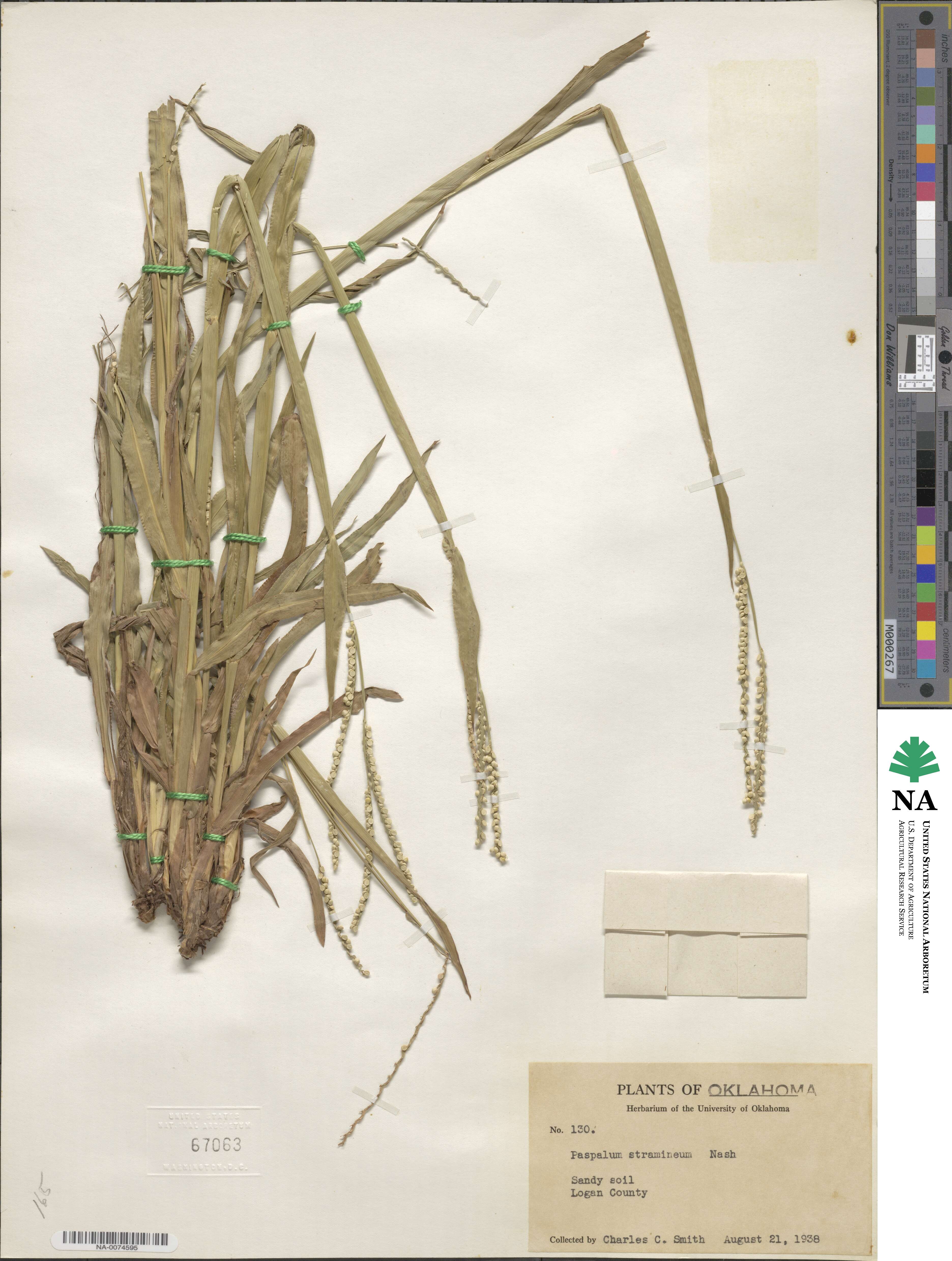 Paspalum setaceum var. setaceum image