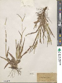 Paspalum setaceum var. setaceum image