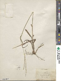 Paspalum setaceum var. setaceum image