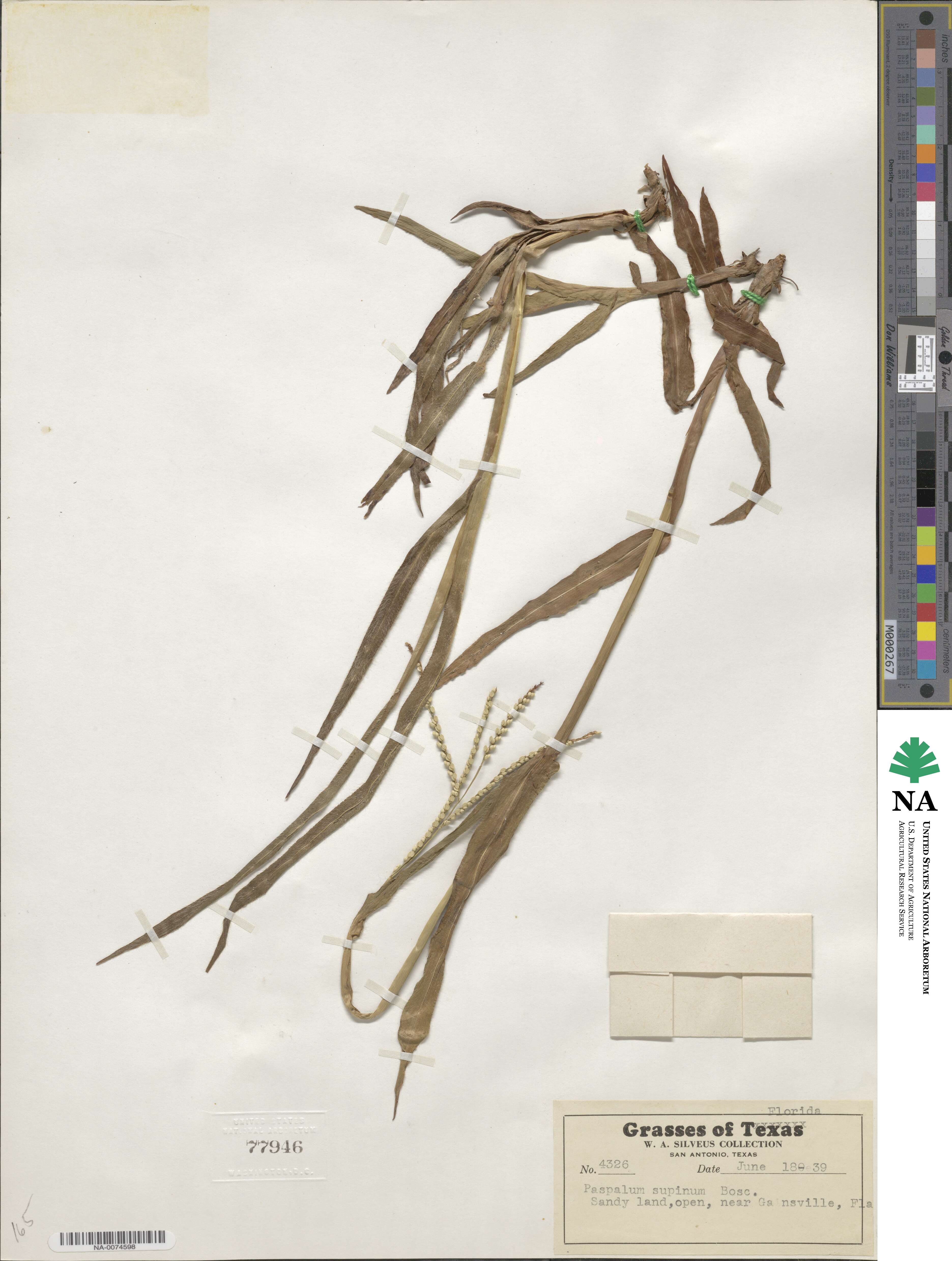 Paspalum setaceum var. setaceum image