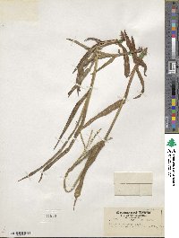 Paspalum setaceum var. setaceum image