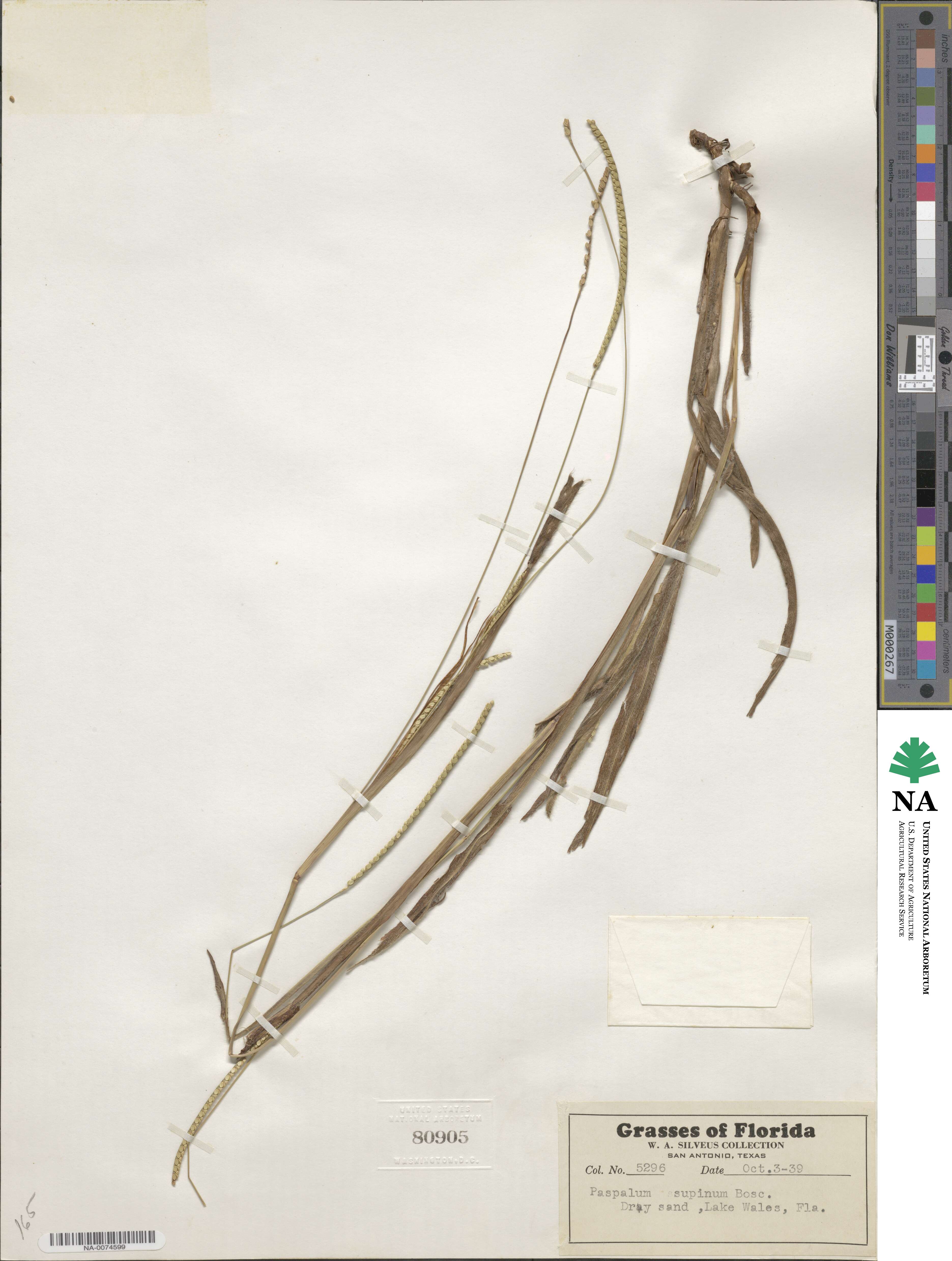Paspalum setaceum var. setaceum image