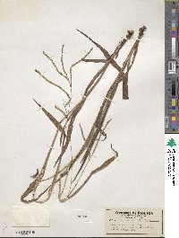 Paspalum setaceum var. setaceum image