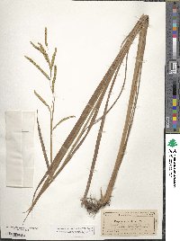 Paspalum plicatulum image