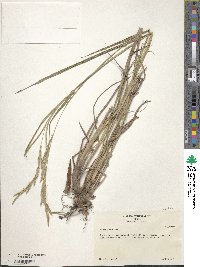 Paspalum urvillei image