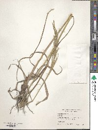 Paspalum urvillei image