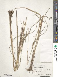 Paspalum urvillei image