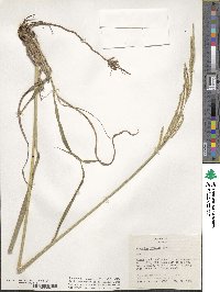 Paspalum urvillei image