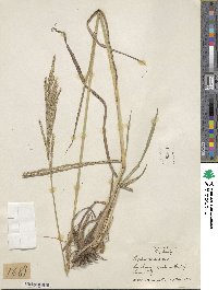 Paspalum urvillei image