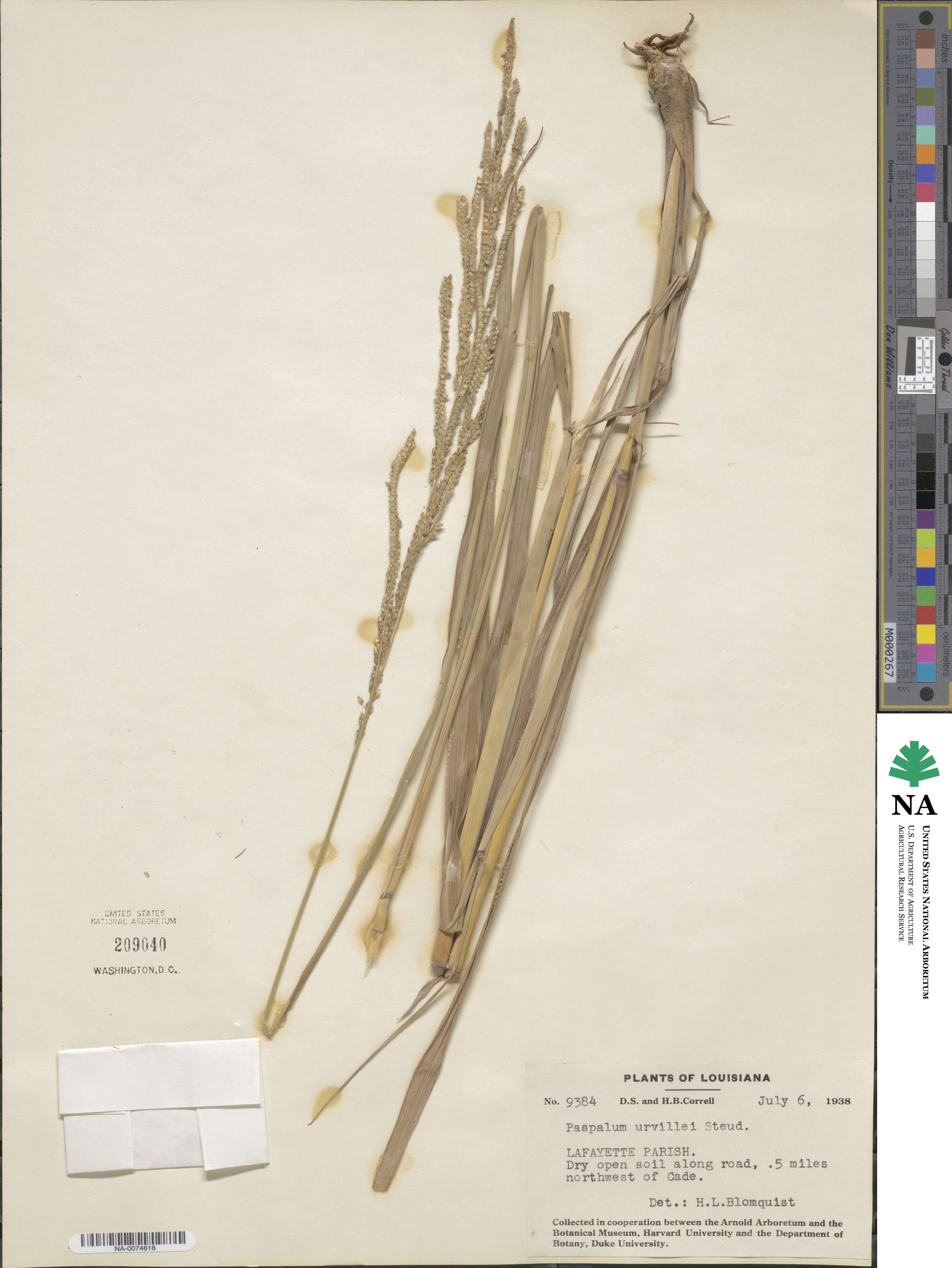 Paspalum urvillei image