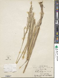 Paspalum urvillei image