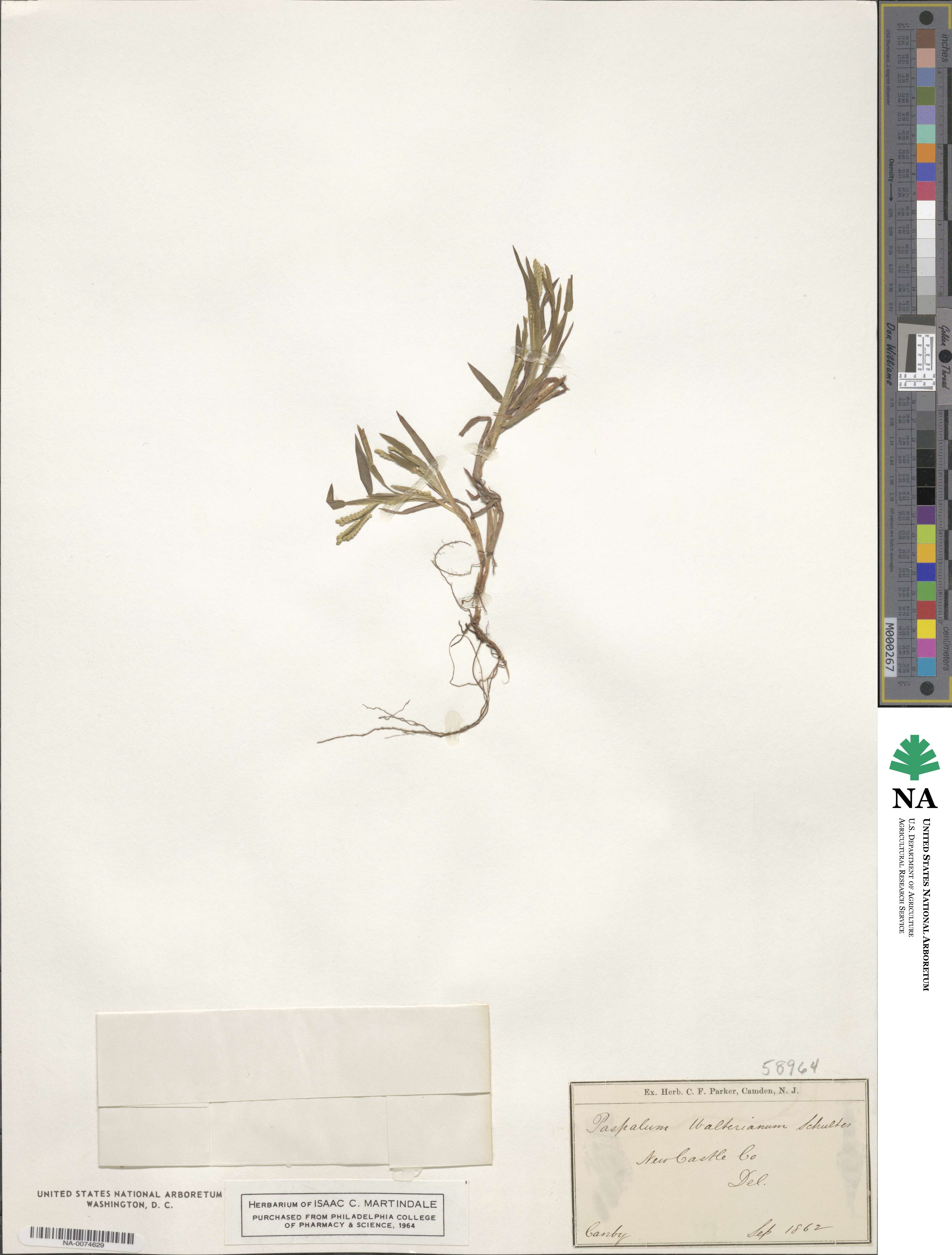Paspalum dissectum image