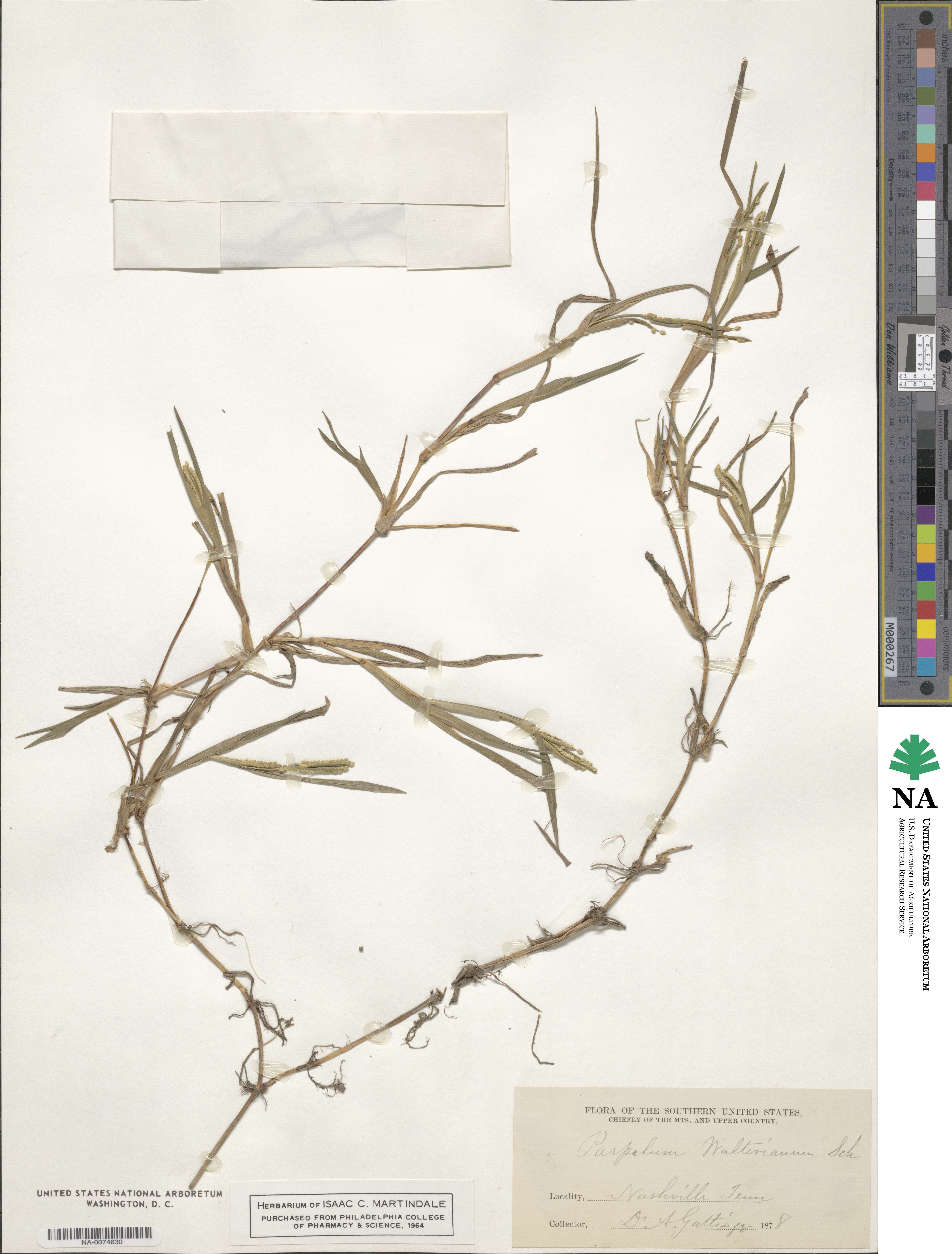 Paspalum dissectum image