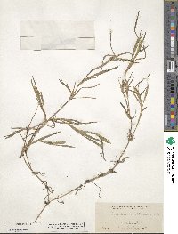 Paspalum dissectum image