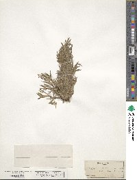 Paspalum dissectum image