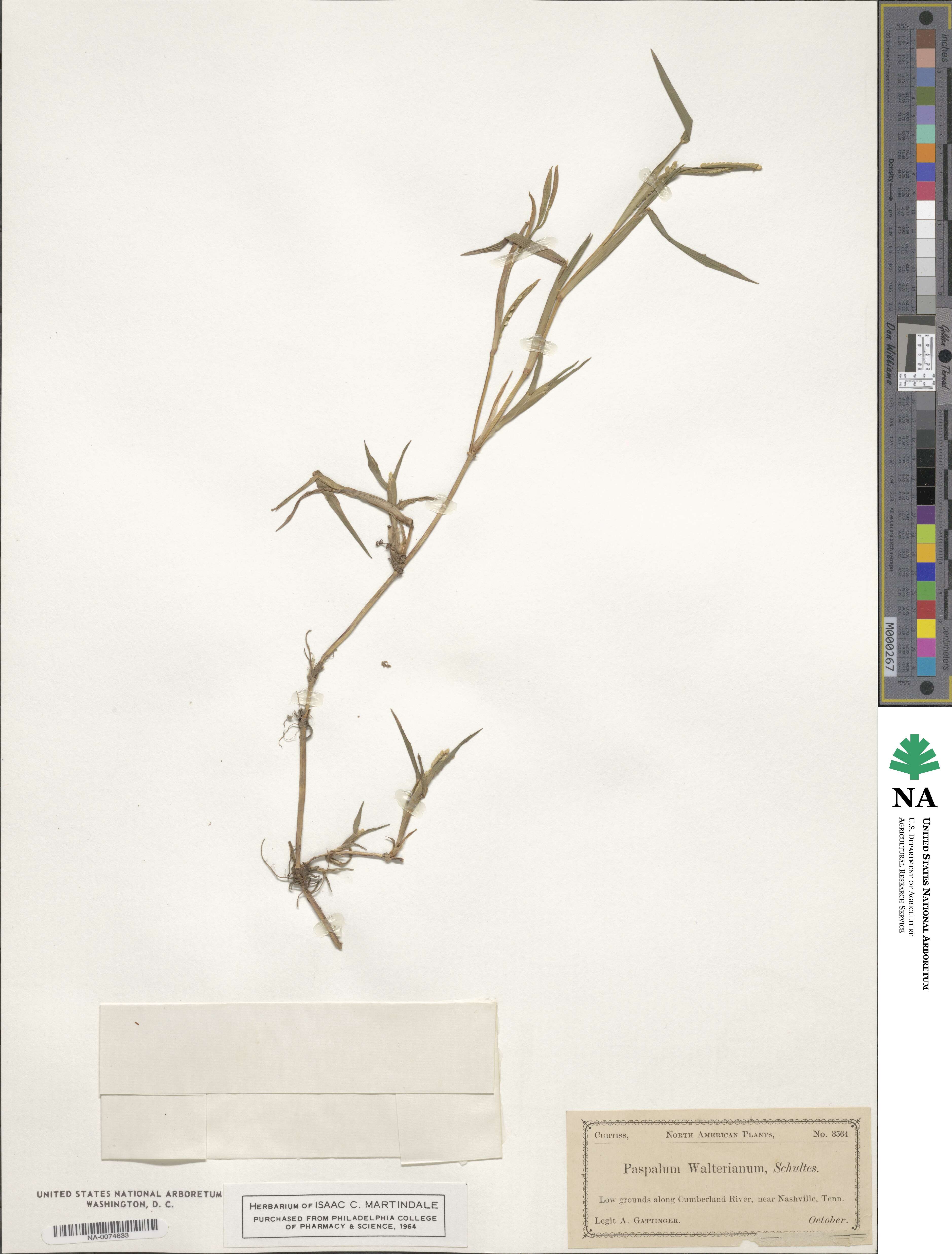 Paspalum dissectum image