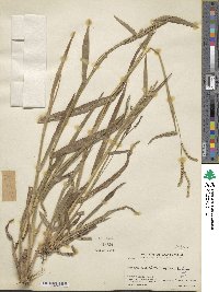 Image of Paspalum adoperiens