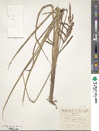 Paspalum arundinaceum image