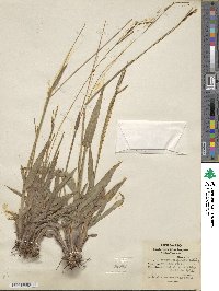 Paspalum blodgettii image