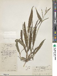 Paspalum botterii image