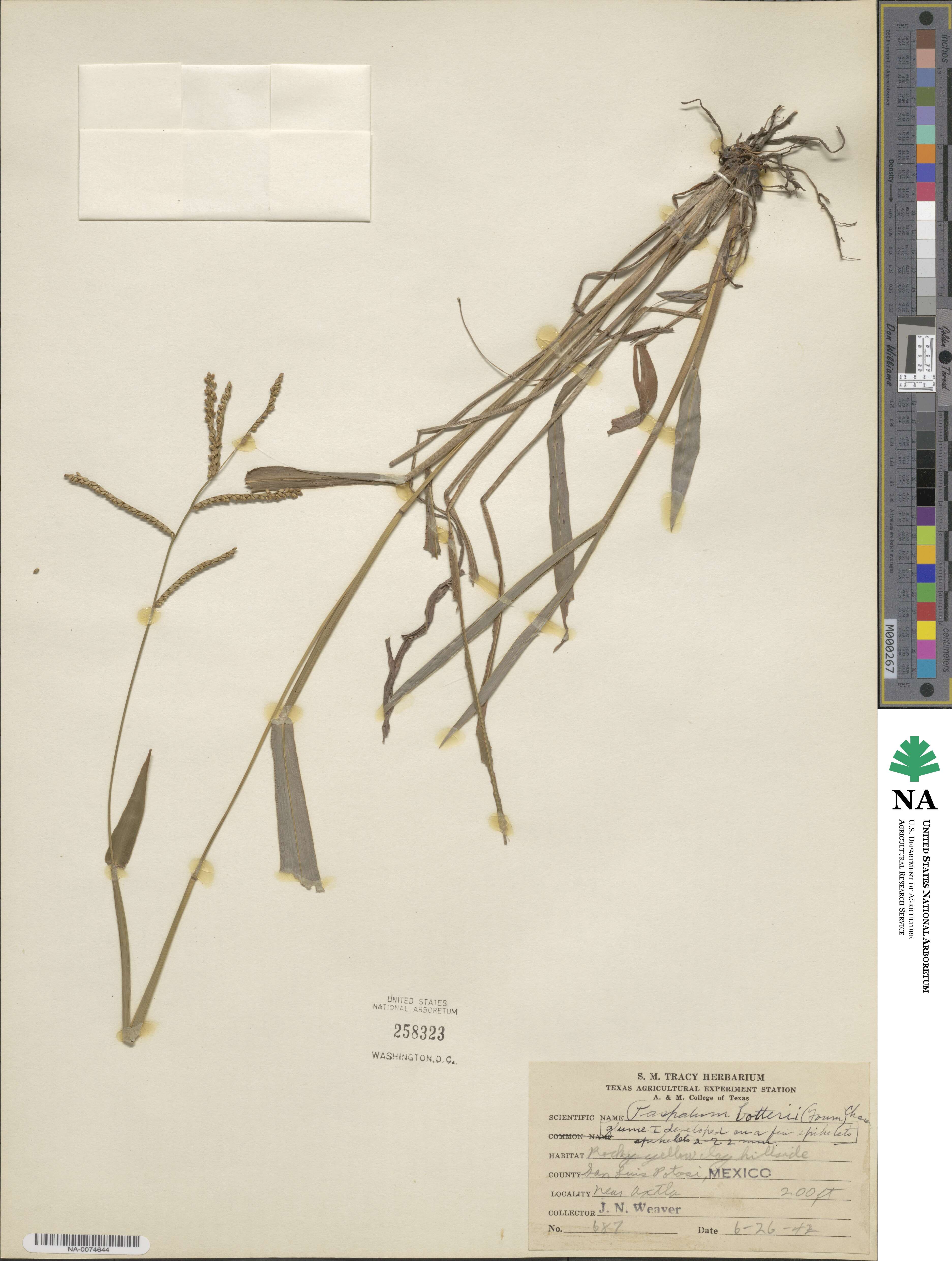 Paspalum botterii image