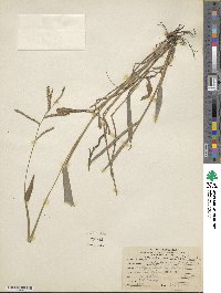 Paspalum botterii image