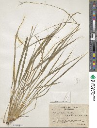 Paspalum caespitosum image