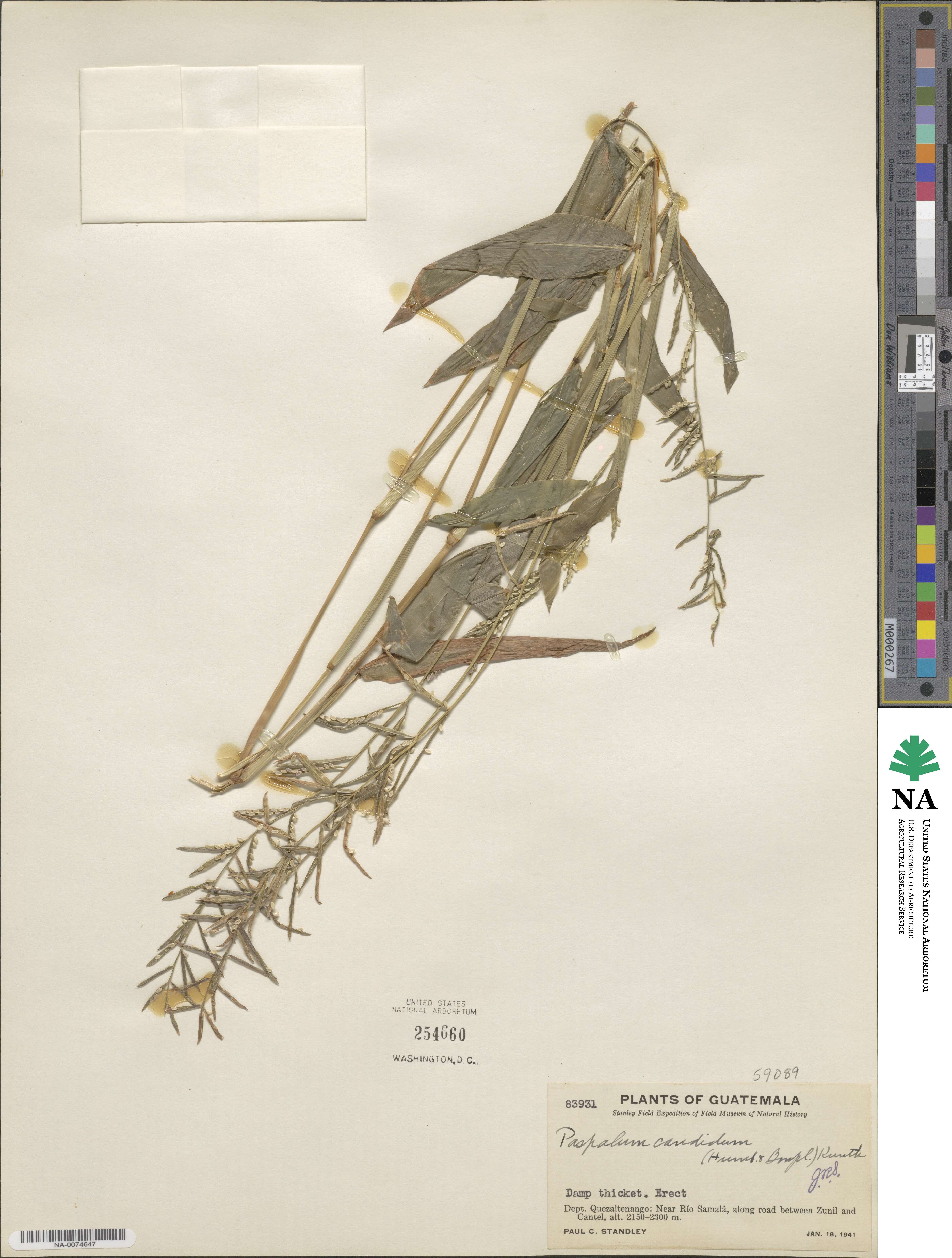 Paspalum candidum image