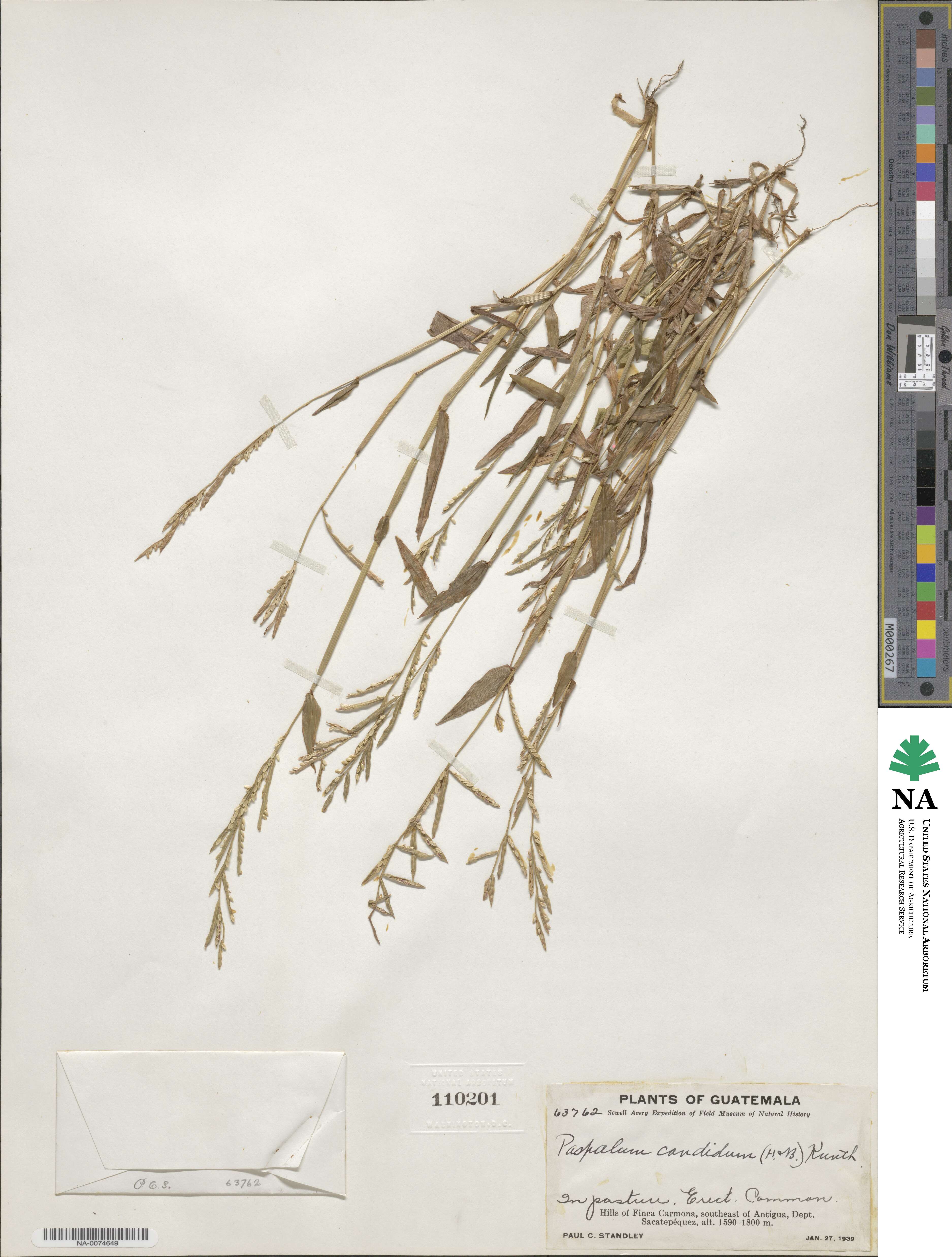 Paspalum candidum image