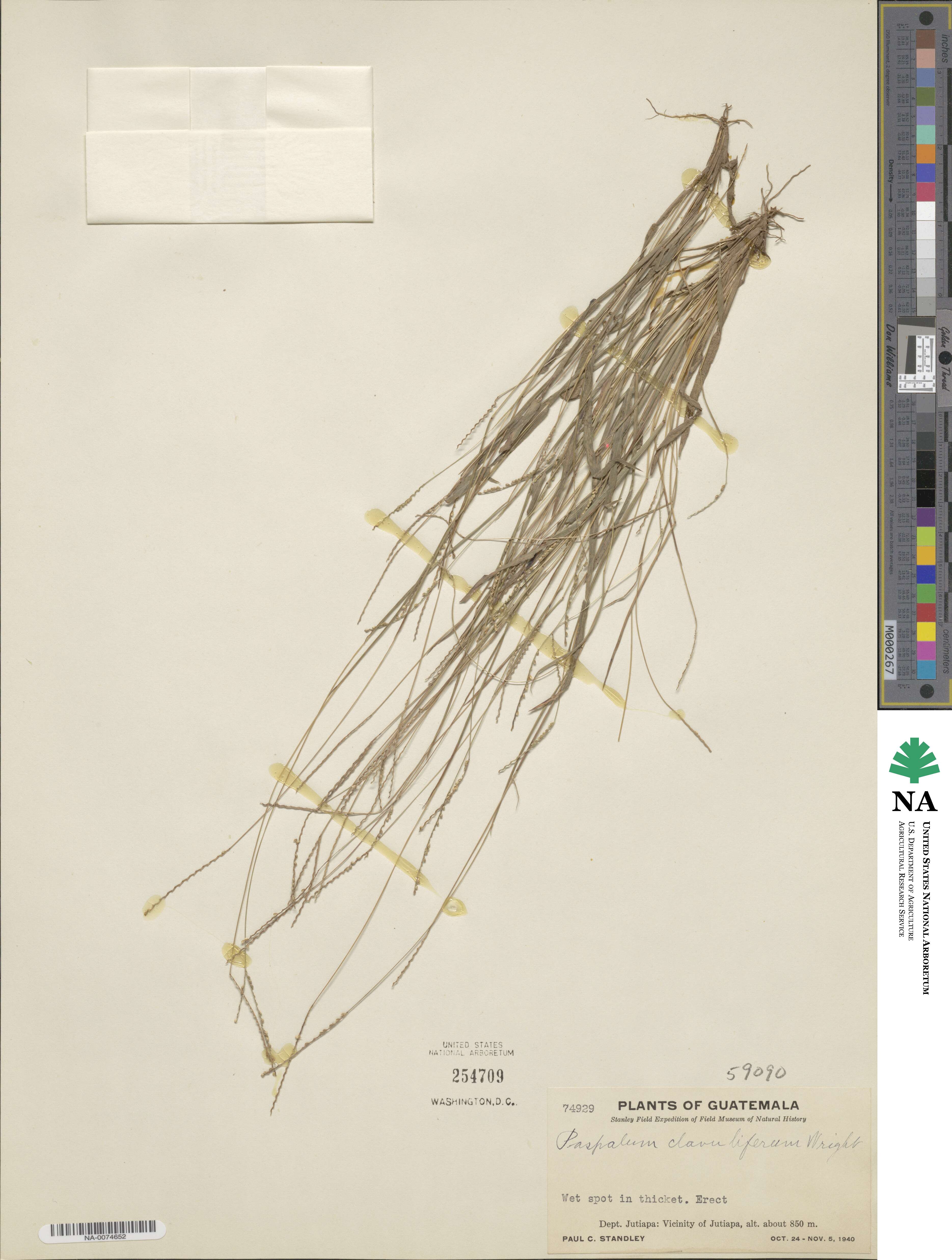 Paspalum clavuliferum image